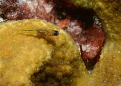 Coryphopterus lipernes