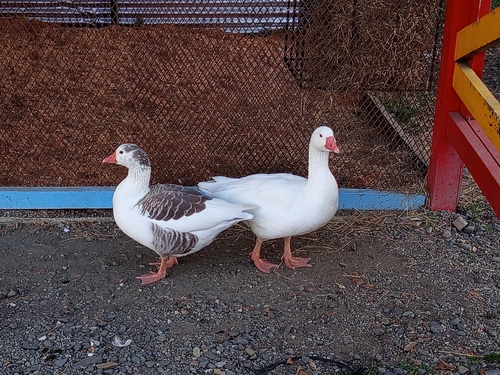 iNaturalist image