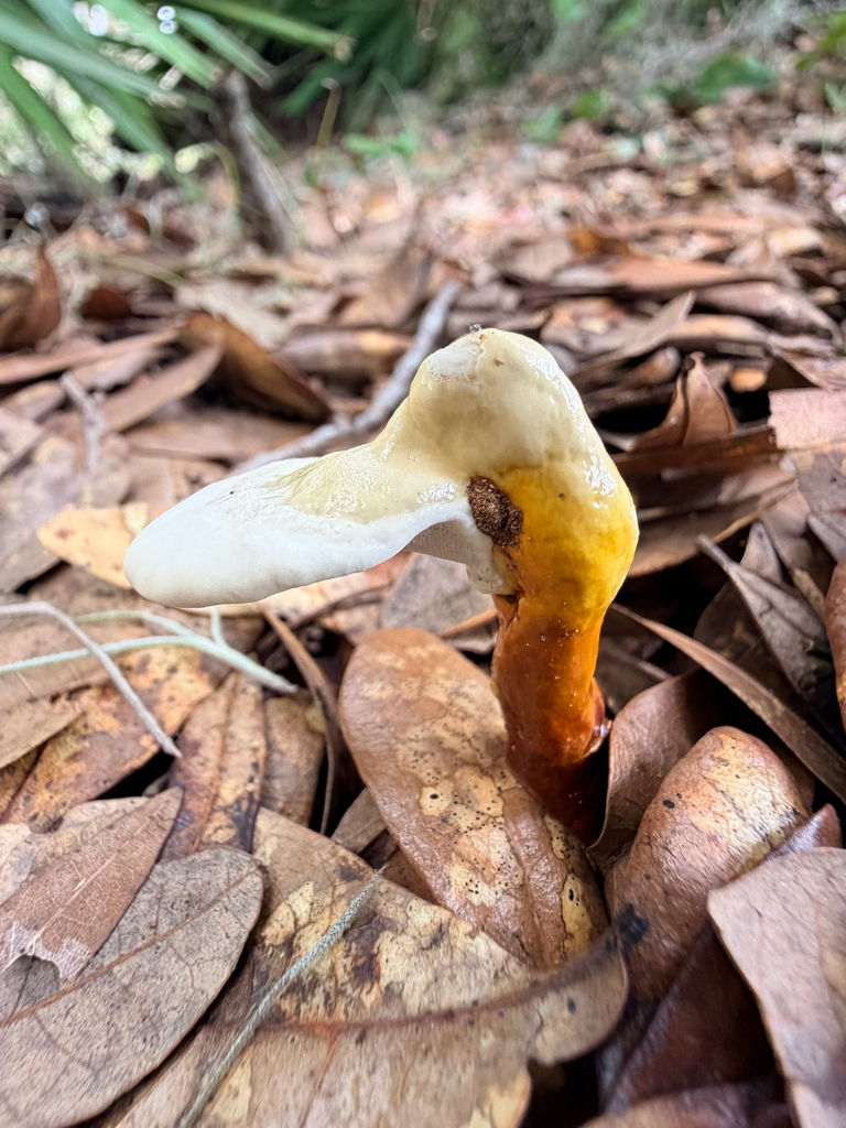 golden reishi · September 2026 · photo: Photo: (c) Melissa Meadows, some rights reserved (CC BY) · iNaturalist