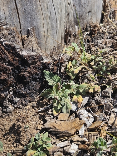 Phacelia hydrophylloides observed 2026-09-07