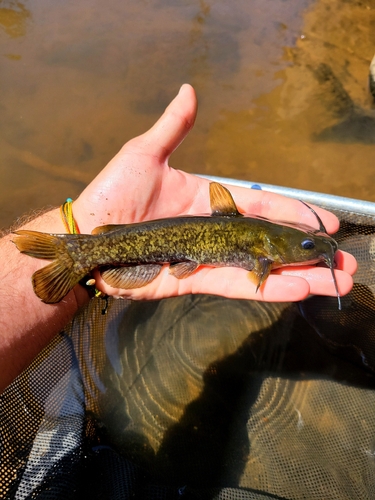 Snail Bullhead