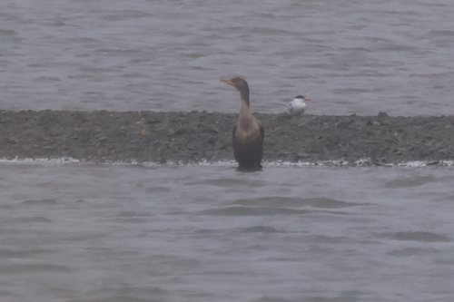 Double-crested Cormorant