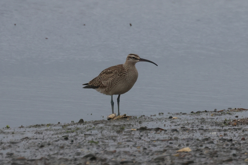 Hudsonian Whimbrel