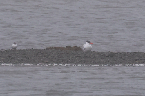 Caspian Tern