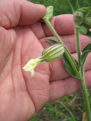 Silene latifolia