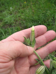 Silene latifolia