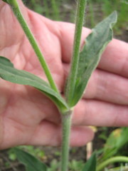 Silene latifolia