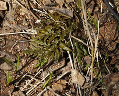 Sceptridium robustum