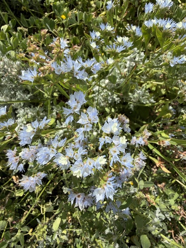winged sea-lavender