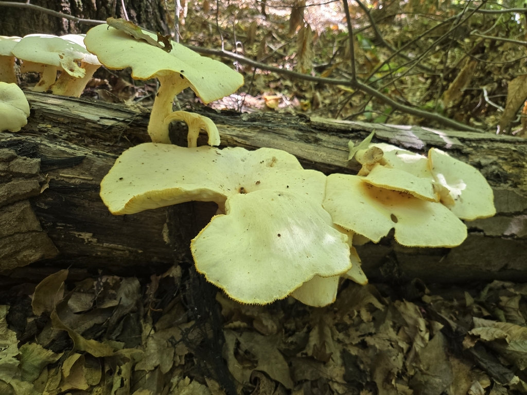 Lynx Paw Oyster · September 2026 · photo: Photo: no rights reserved · iNaturalist