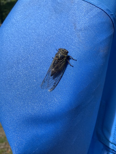 Northern Dog-day Cicada