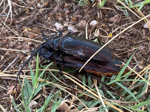 Palo Verde Root Borer
