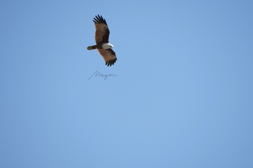 Brahminy Kite