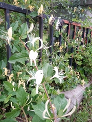 Lonicera japonica