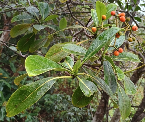 Psychotria hawaiiensis observed 2026-09-07