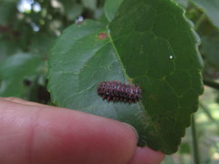 Histia flabellicornis