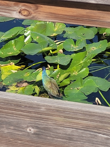 iNaturalist image