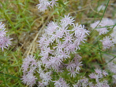 Drypis spinosa