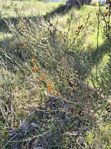 narrow-leaf bitter-pea