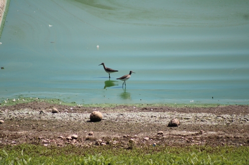 Lesser Yellowlegs
