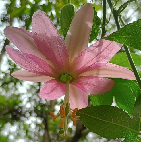 Passiflora tarminiana observed 2026-09-07