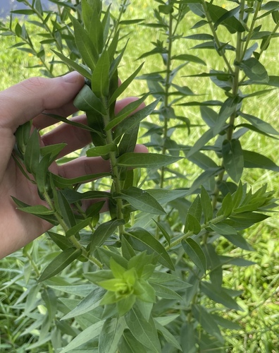 Solidago fistulosa, photograph 6