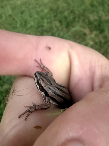Boreal Chorus Frog