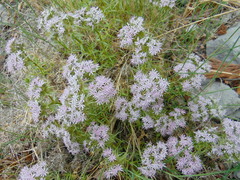 Drypis spinosa