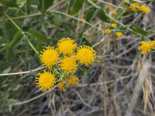 mountain tail-leaf