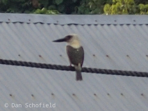 Great-billed Kingfisher (Pelargopsis melanorhyncha), photo 5