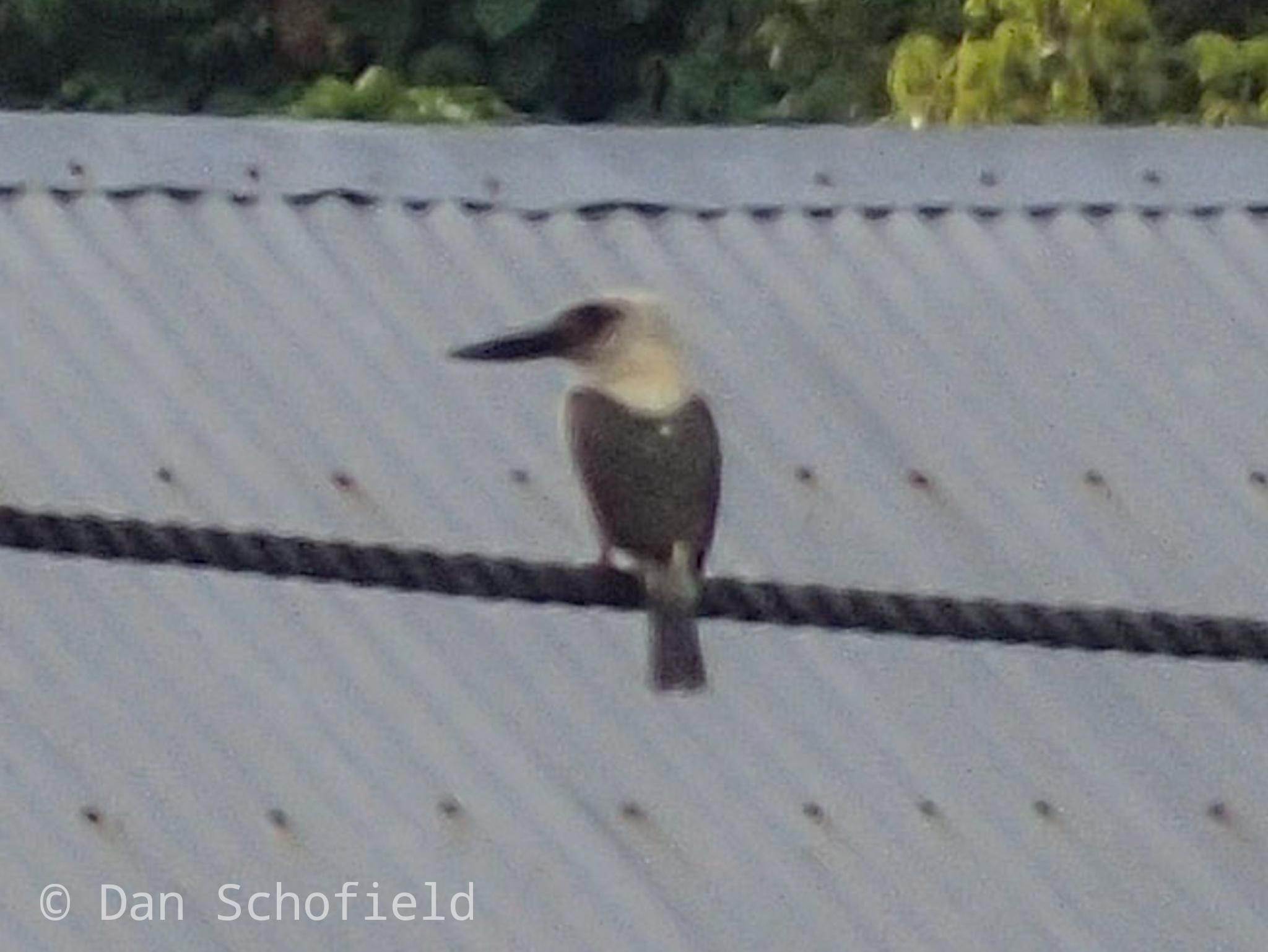 Great-billed Kingfisher (Pelargopsis melanorhyncha), photo 5