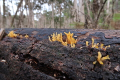 Calocera guepinioides