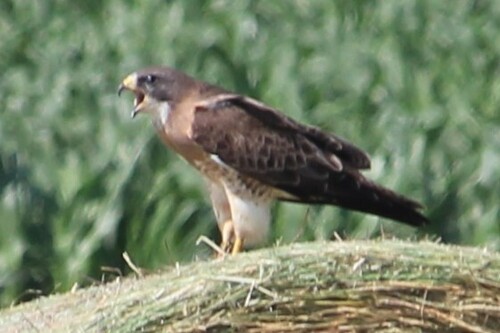 Swainson's Hawk