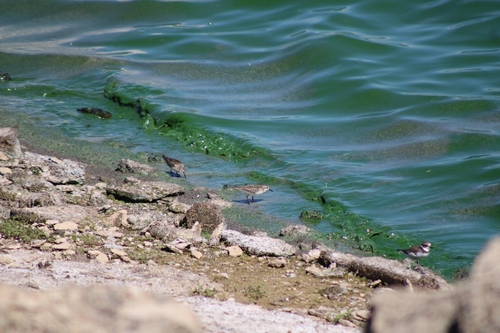 Semipalmated Sandpiper