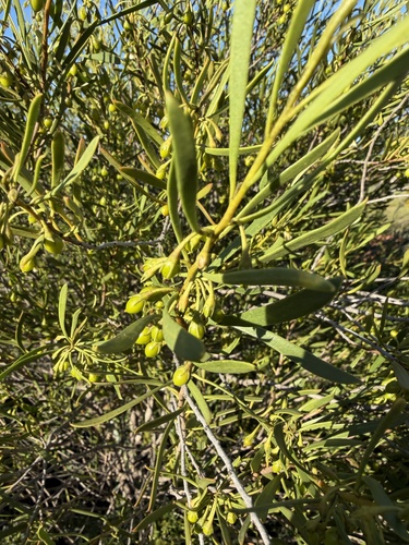Eremophila deserti, photograph 1