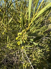 Eremophila deserti