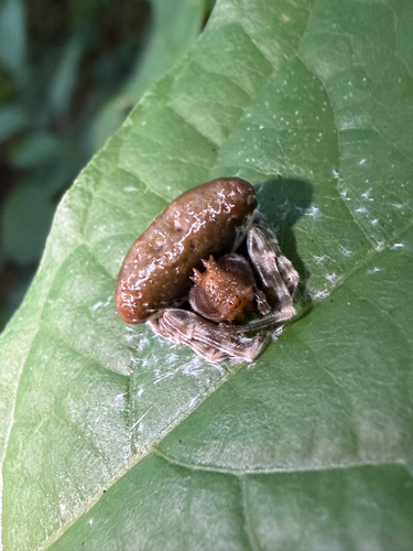 Toadlike Bolas Spider photo 5