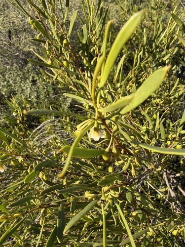 Eremophila deserti, photograph 2