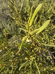(c) Andrew Allen, some rights reserved (CC BY) Eremophila deserti, photograph (c) Andrew Allen, some rights reserved (CC BY)