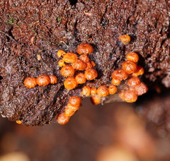 Xeromphalina leonina