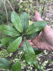 Pittosporum ralphii, photograph author not stated, no rights reserved