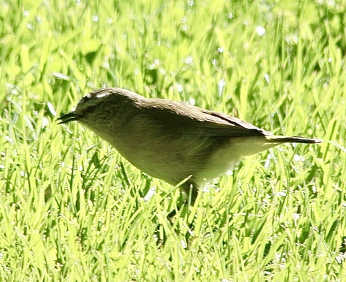 Yellow-rumped Thornbill