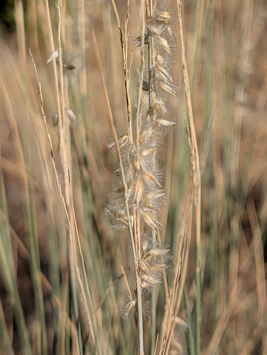 Melica ciliata, 2026-09-07