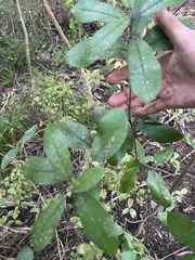 Pittosporum ralphii, photograph author not stated, no rights reserved