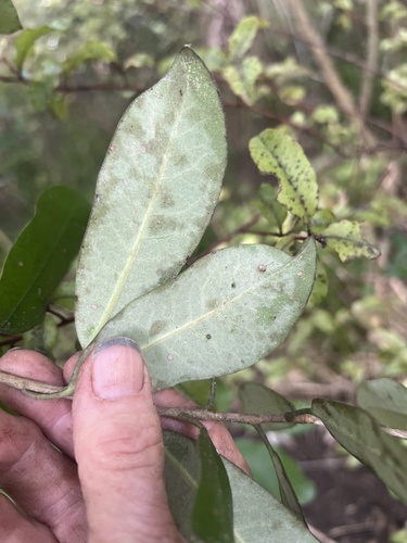 Pittosporum ralphii, photograph 4
