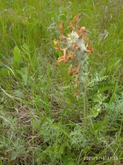 Pedicularis dasystachys