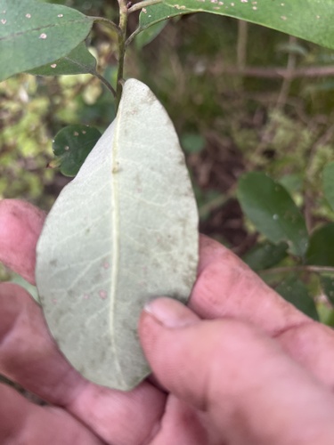 Pittosporum ralphii, photograph 5