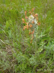 Pedicularis dasystachys