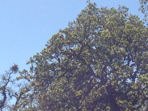iNaturalist observation photo of Yellow-billed Magpie