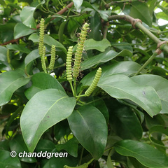 Gnetum luofuense